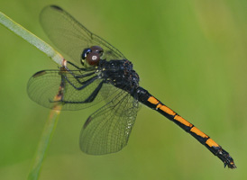 Seaside Dragonlet